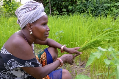 A woman farms a rice field in Kartiak, Senegal.
