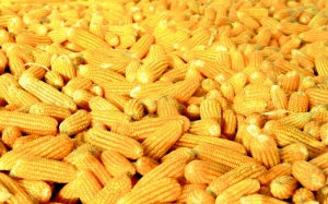 Nigeria boosts efforts to obtain high yield maize production